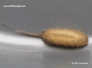 Rat-tailed hoverfly larva © Julie Beale 2015