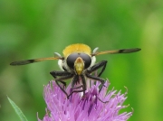 Arctophila superbiens