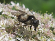 Cheilosia Illustrata