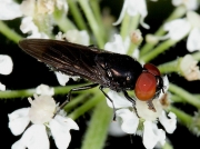 Chrysogaster solstitialis