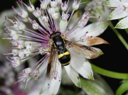 Chrysotoxum bicinctum
