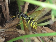 Chrysotoxum elegans