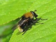 Criorhina berberina