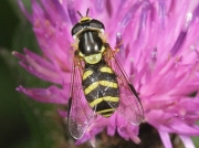 Dasysyrphus albostriatus