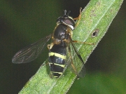 Dasysyrphus tricinctus
