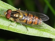 Episyrphus balteatus
