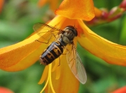 Episyrphus balteatus