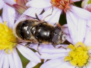 Eristalinus aeneus
