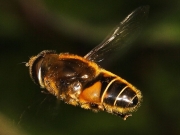 Eristalis nemorum