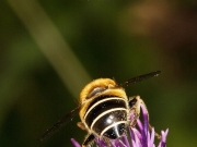 Eristalis nemorum - male and female