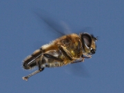 Eristalis pertinax