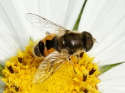 Eristalis arbustorum