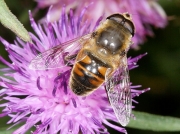 Eristalis tenax