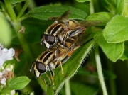 Helophilus pendulus - pair