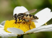 Helophilus pendulus