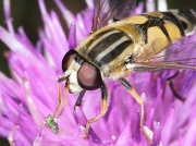 Helophilus trivittatus