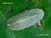 hoverfly-larva-2311