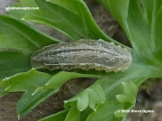 hoverfly-larva-6732