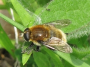 Merodon equestris