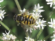 Myathropa florea