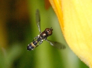 Neoascia pobagrica