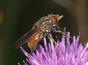Rhingia campestris