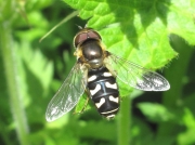 Scaeva pyrastri