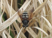 Sericomyia lappona