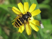 Sericomyia silentis