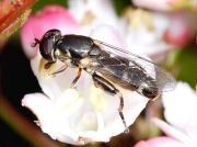 Syritta pipiens - female