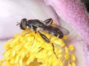 Syritta pipiens
