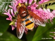 volucella zonaria hoverfly 3492