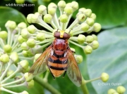 Volucella zonaria hoverfly on Ivy (Hedera helix) © Claire Ogden