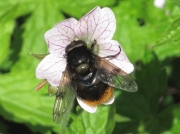 Volucella bombylans var. bombylans