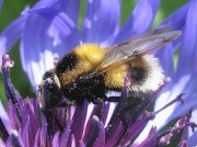 Volucella bombylans