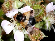 Volucella pellucens