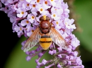Volucella zonaria