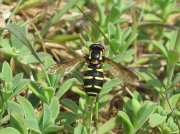 Xanthogramma citrofasciatum