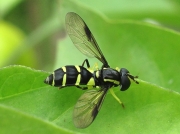 Xanthogramma pedissequum