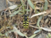 Chrysotoxum elegans