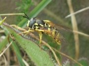Chrysotoxum elegans