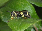 Chrysotoxum bicinctum