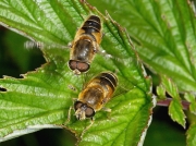 Eristalis nemorum