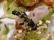 Syritta pipiens