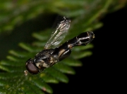 Syritta pipiens