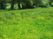 Ash Moor