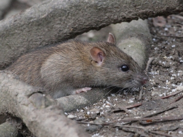Brown Rat (Rattus norvegicus)