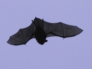 Common Pipistrelle
