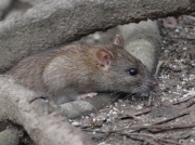 Brown Rat (Rattus norvegicus)