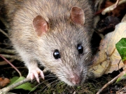 Brown Rat (Rattus norvegicus)